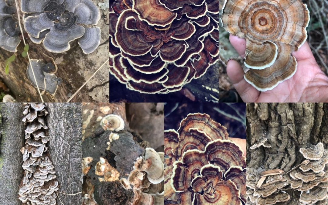 Happy Turkey Tail Day!