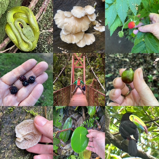 The Birds and the Berries