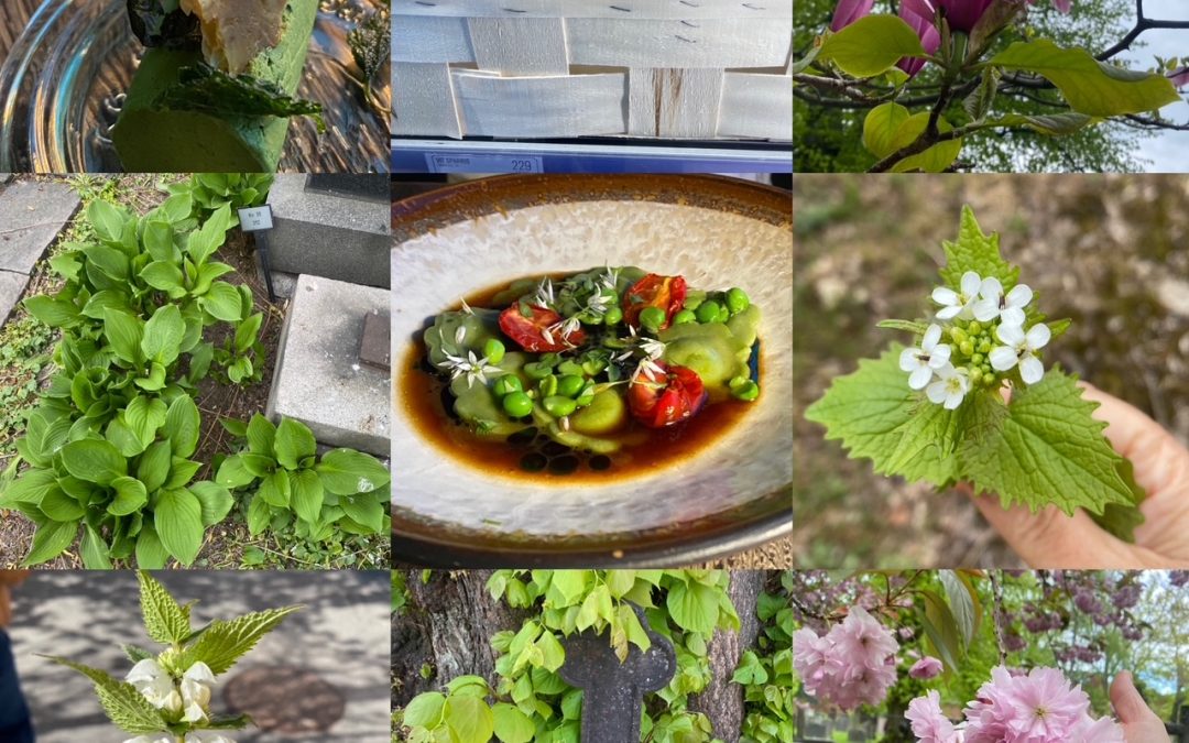 The Wild Life in May: The Stockholm Edition!